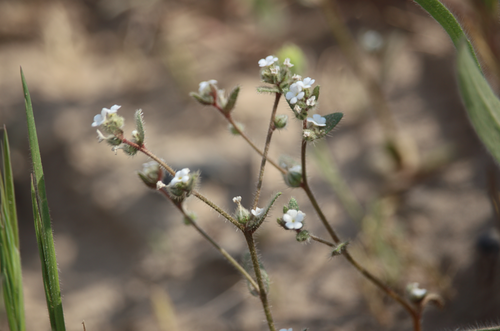 forget-me-not popcornflower (Plagiobothrys myosotoides)