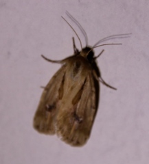 Heliocheilus stigmatia