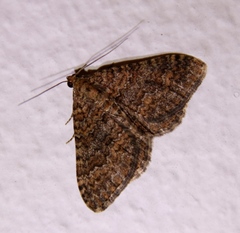 Mimoclystia pudicata