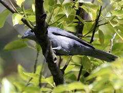 Coracina caesia caesia