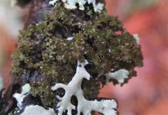 Tuckermanella fendleri