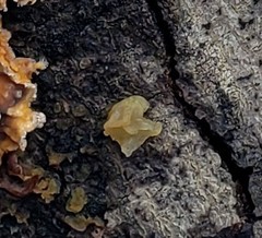 Fungi