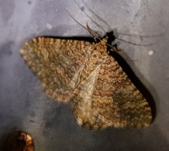 Mimoclystia pudicata