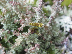 Cladonia atlantica