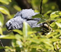 Coracina caesia caesia