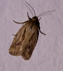Heliocheilus stigmatia