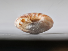 Discus rotundatus