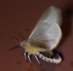 Arctiinae