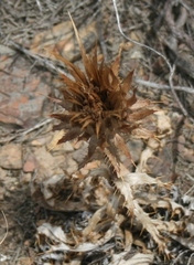 Berkheya armata