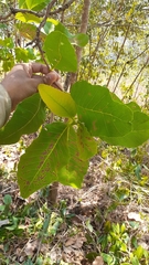Curatella americana