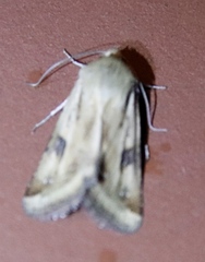 Heliothis scutuligera