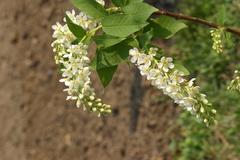 Prunus padus
