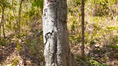 Curatella americana