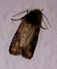 Tachosa brunnescens