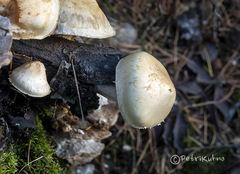 Pholiota heteroclita