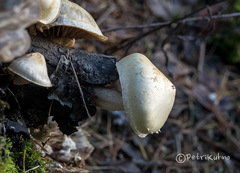 Pholiota heteroclita