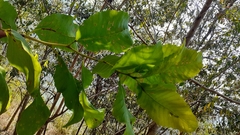 Curatella americana