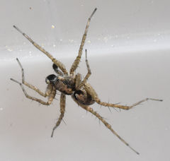 Pardosa milvina