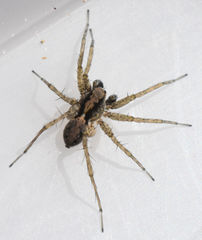 Pardosa milvina