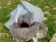 Iris hermona