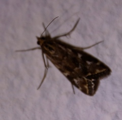 Loxostege frustalis
