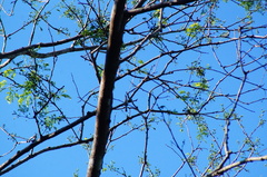 Polioptila albiloris