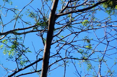 Polioptila albiloris