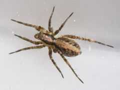 Pardosa delicatula