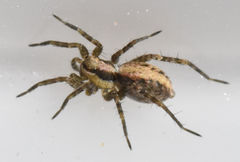 Pardosa delicatula
