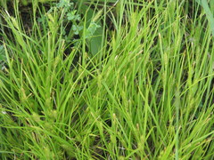 Carex secalina