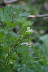 Corydalis capnoides