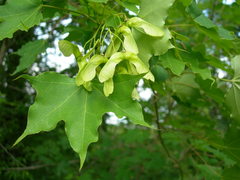 Acer laetum
