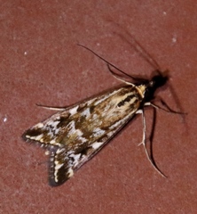 Loxostege frustalis