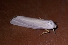 Ilemodes astriga