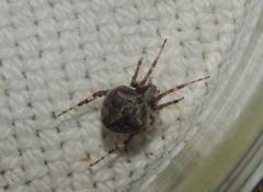 Neoscona quincasea