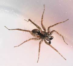 Pardosa milvina