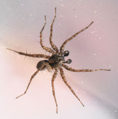 Pardosa milvina