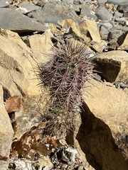 Echinocereus