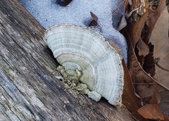 Trametes betulina