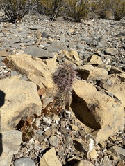 Echinocereus
