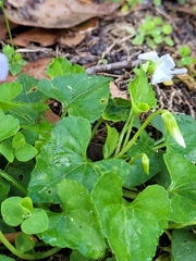 Viola floridana