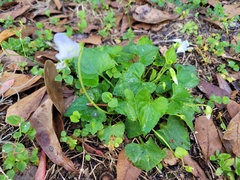 Viola floridana