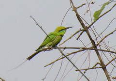 Merops viridissimus
