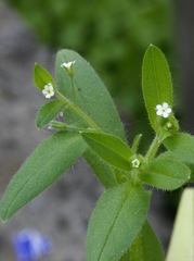 Myosotis sparsiflora