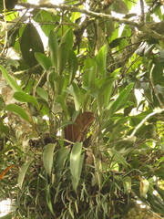 Pleurothallis xanthochlora