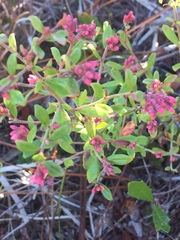 Vaccinium myrsinites