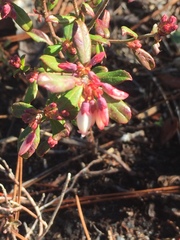 Vaccinium myrsinites