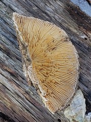 Trametes betulina
