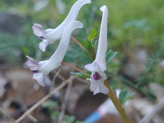 Corydalis triternata