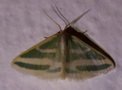 Mixocera frustratoria